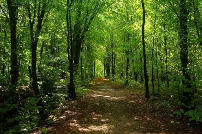 Green forest trail in Menagesha Suba Forest